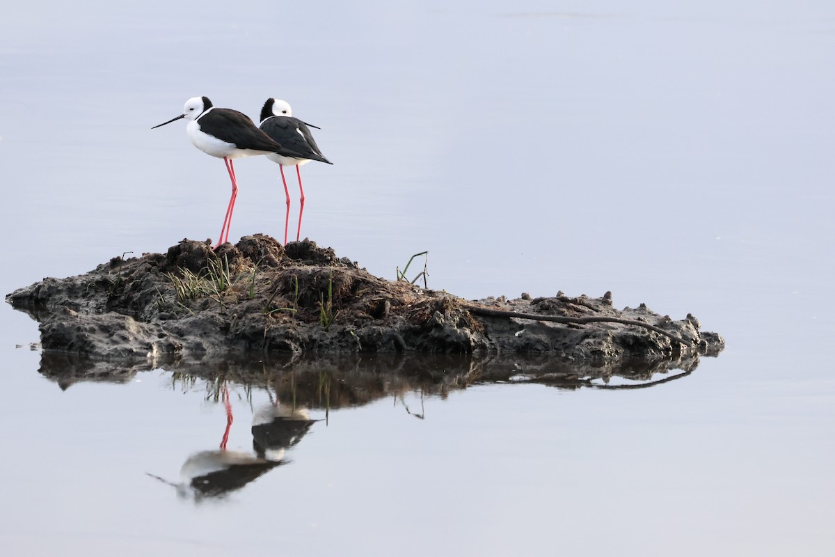 Pied Stilt - ML622124334