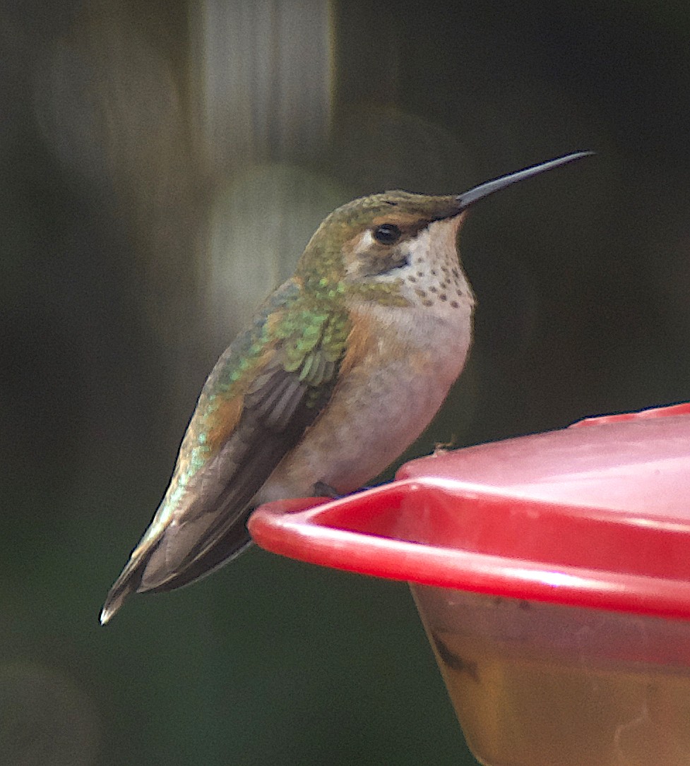 Rufous Hummingbird - ML622124336