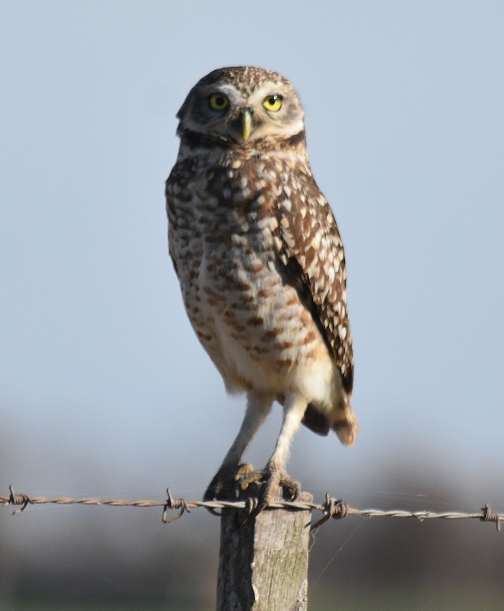 Burrowing Owl - ML622124337