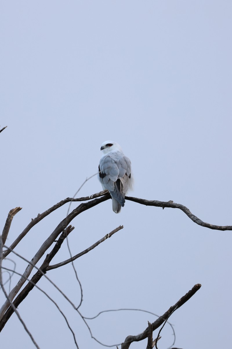 Black-shouldered Kite - ML622124338