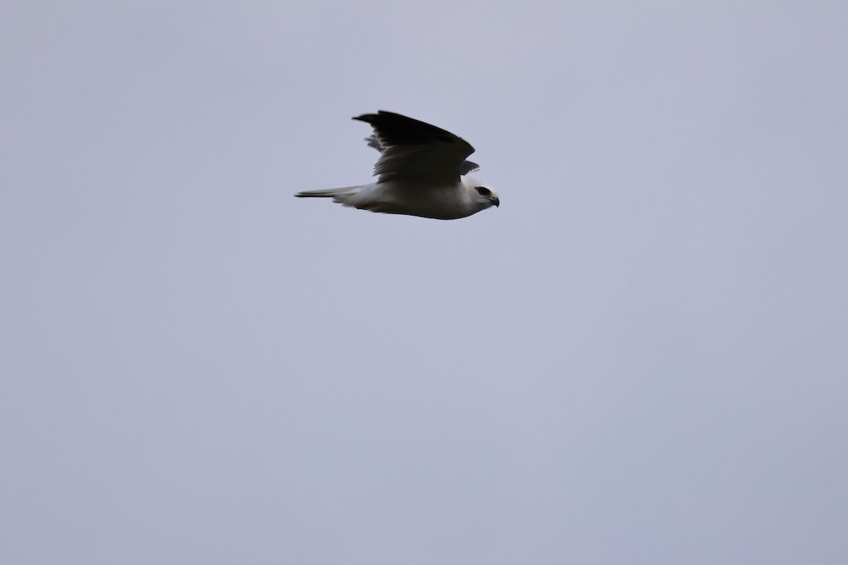 Black-shouldered Kite - ML622124339