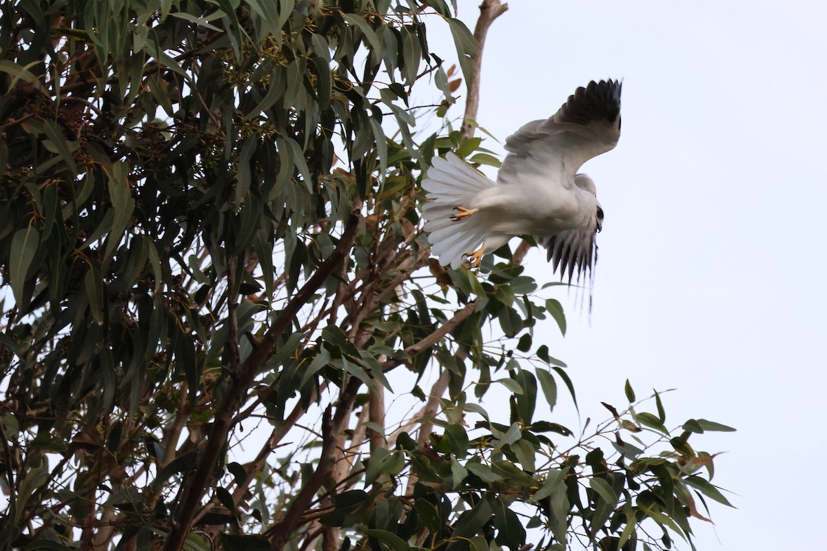 Black-shouldered Kite - ML622124340