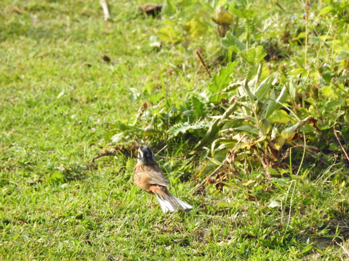 Rock Bunting - ML622124344