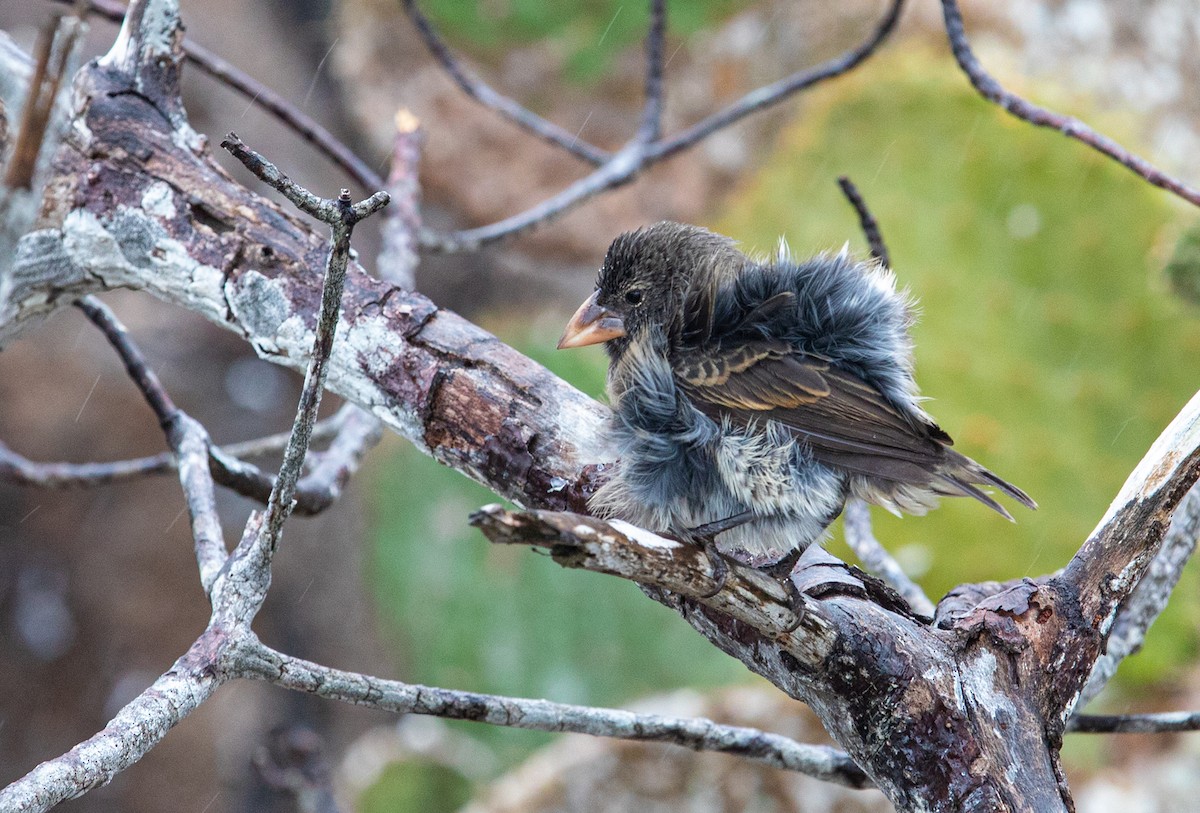 Genovesa Cactus-Finch - ML622124345