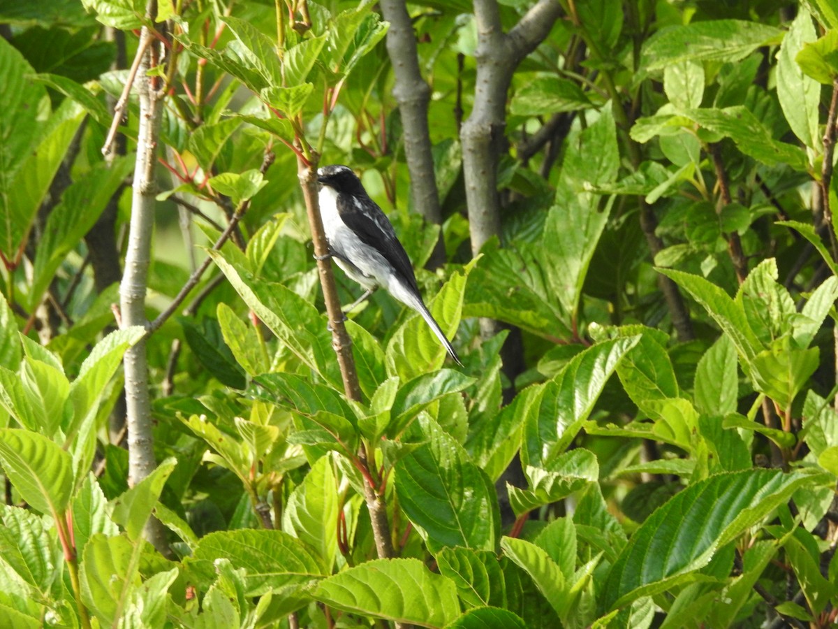 Gray Bushchat - Azan Karam