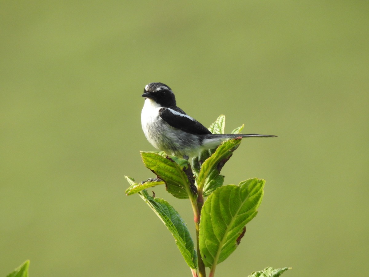 Gray Bushchat - ML622124347