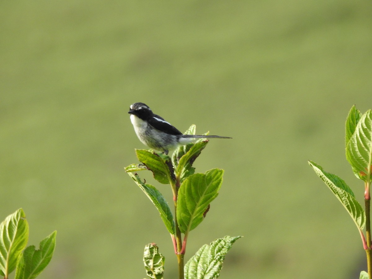 Gray Bushchat - ML622124348