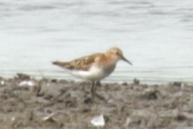 Little Stint - ML622124349