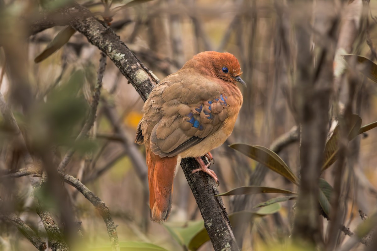 Blue-eyed Ground Dove - Guto Magalhães