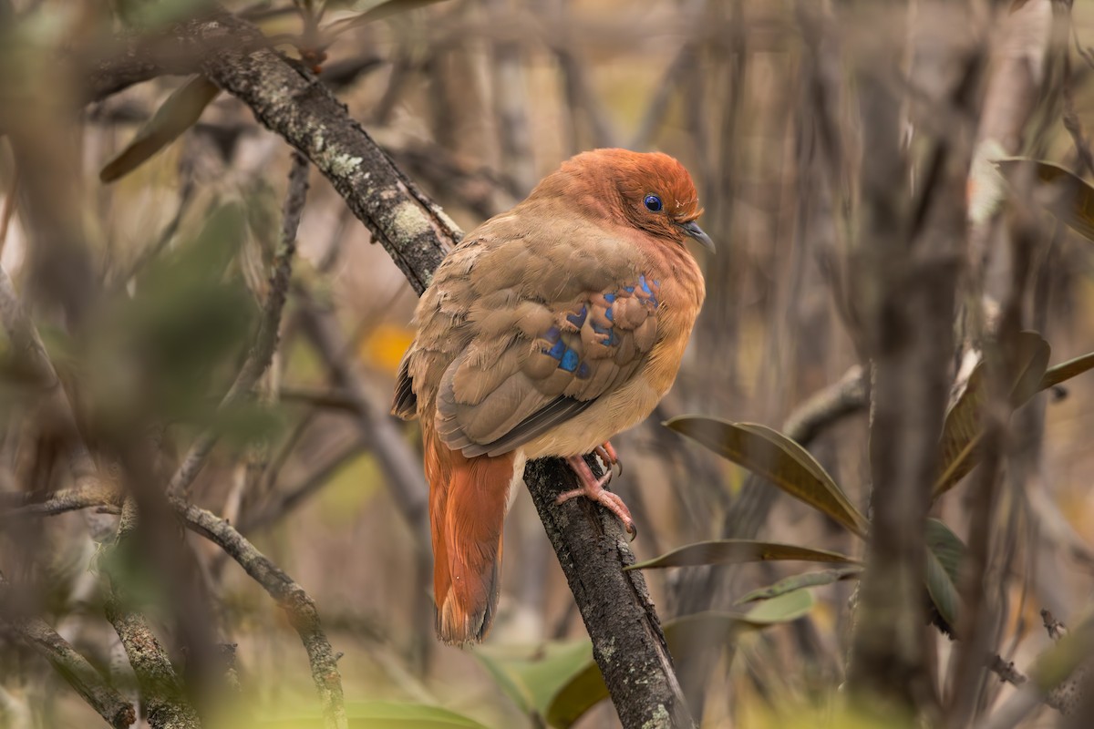 Blue-eyed Ground Dove - ML622124350