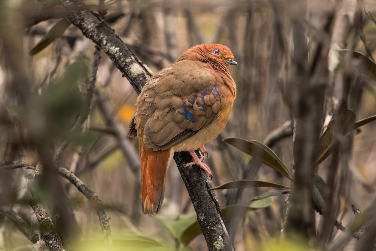 Blue-eyed Ground Dove - ML622124351