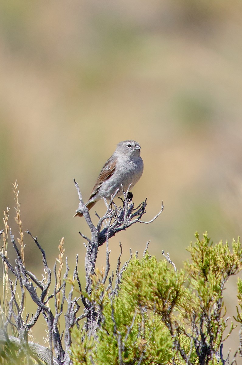 Ash-breasted Sierra Finch - ML622124352