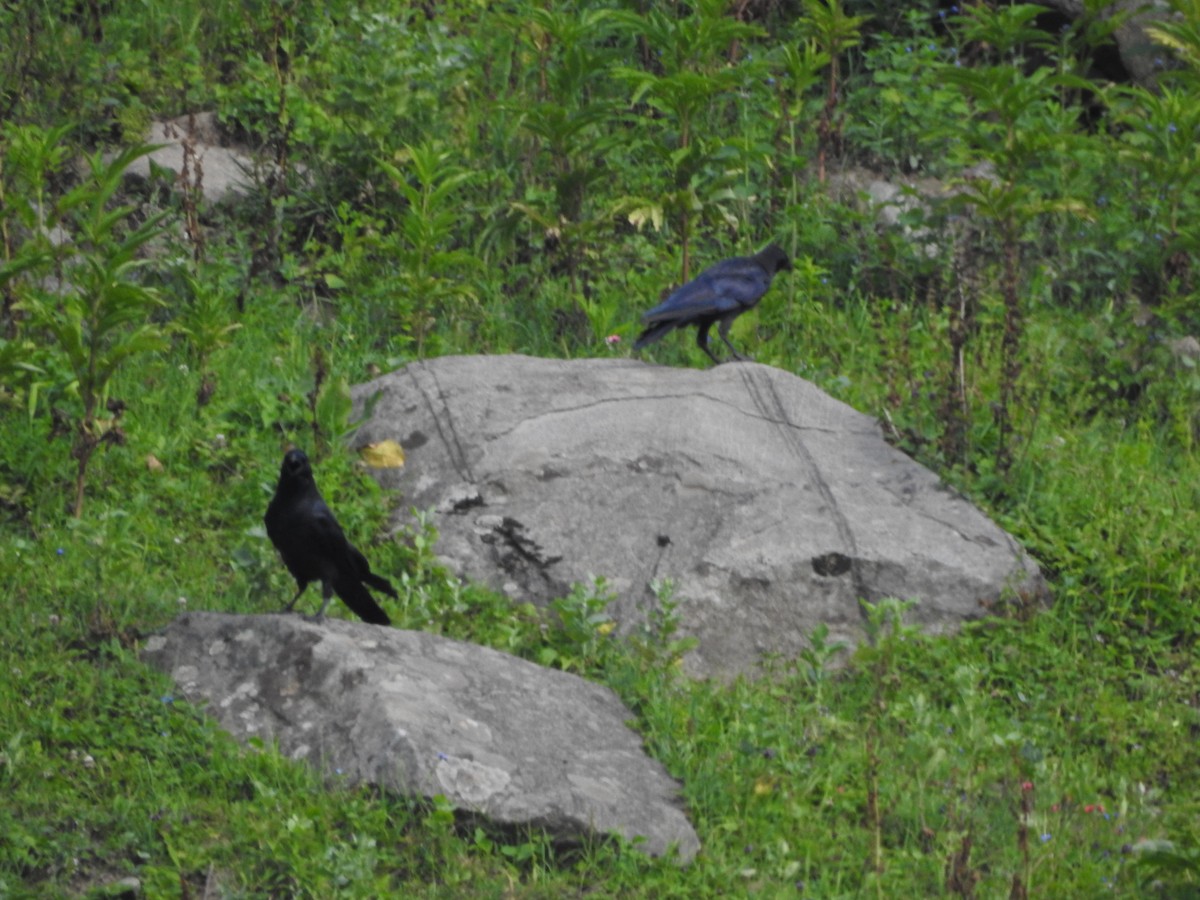 Large-billed Crow - ML622124353