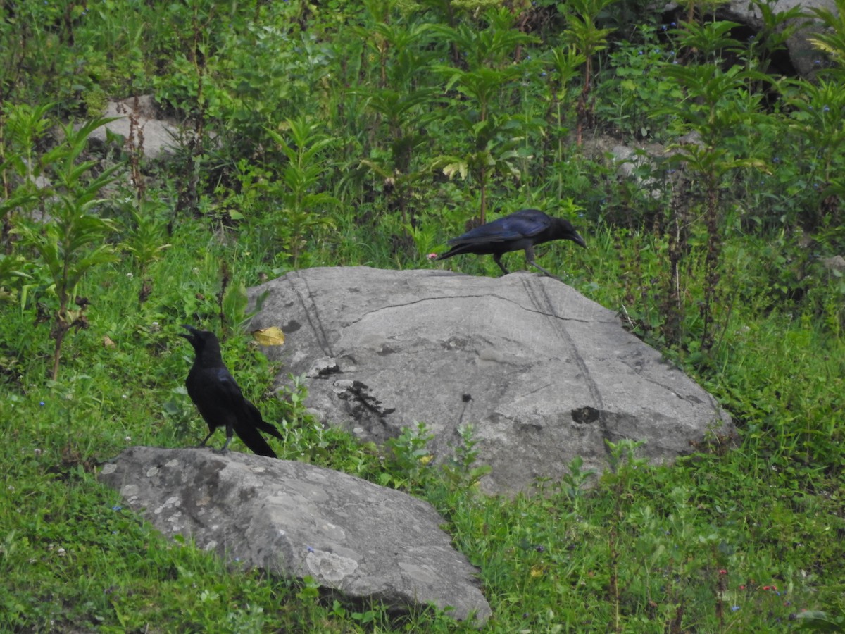 Large-billed Crow - ML622124354