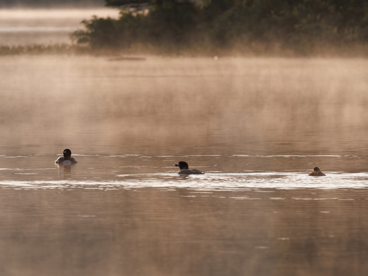 Common Loon - ML622124361