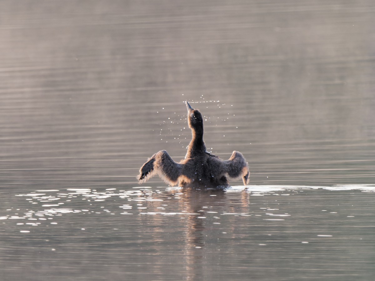 Common Loon - ML622124362