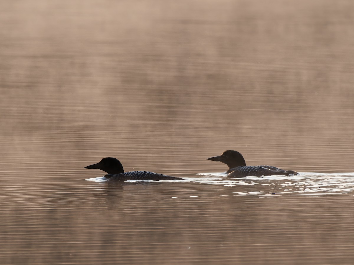 Common Loon - ML622124363