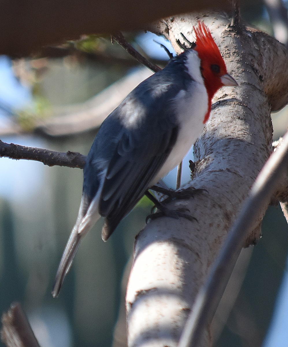 Red-crested Cardinal - ML622124364