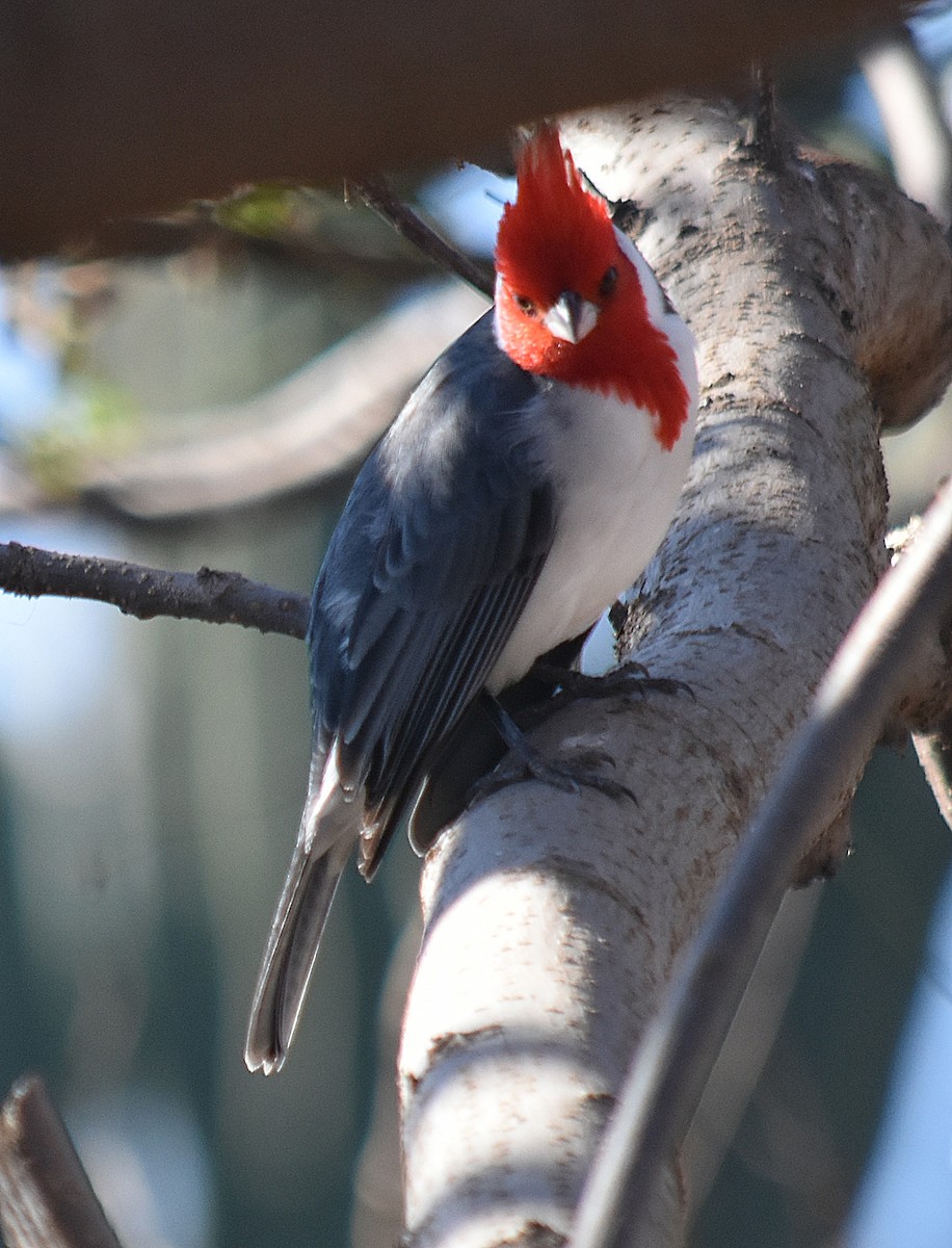 Red-crested Cardinal - ML622124365