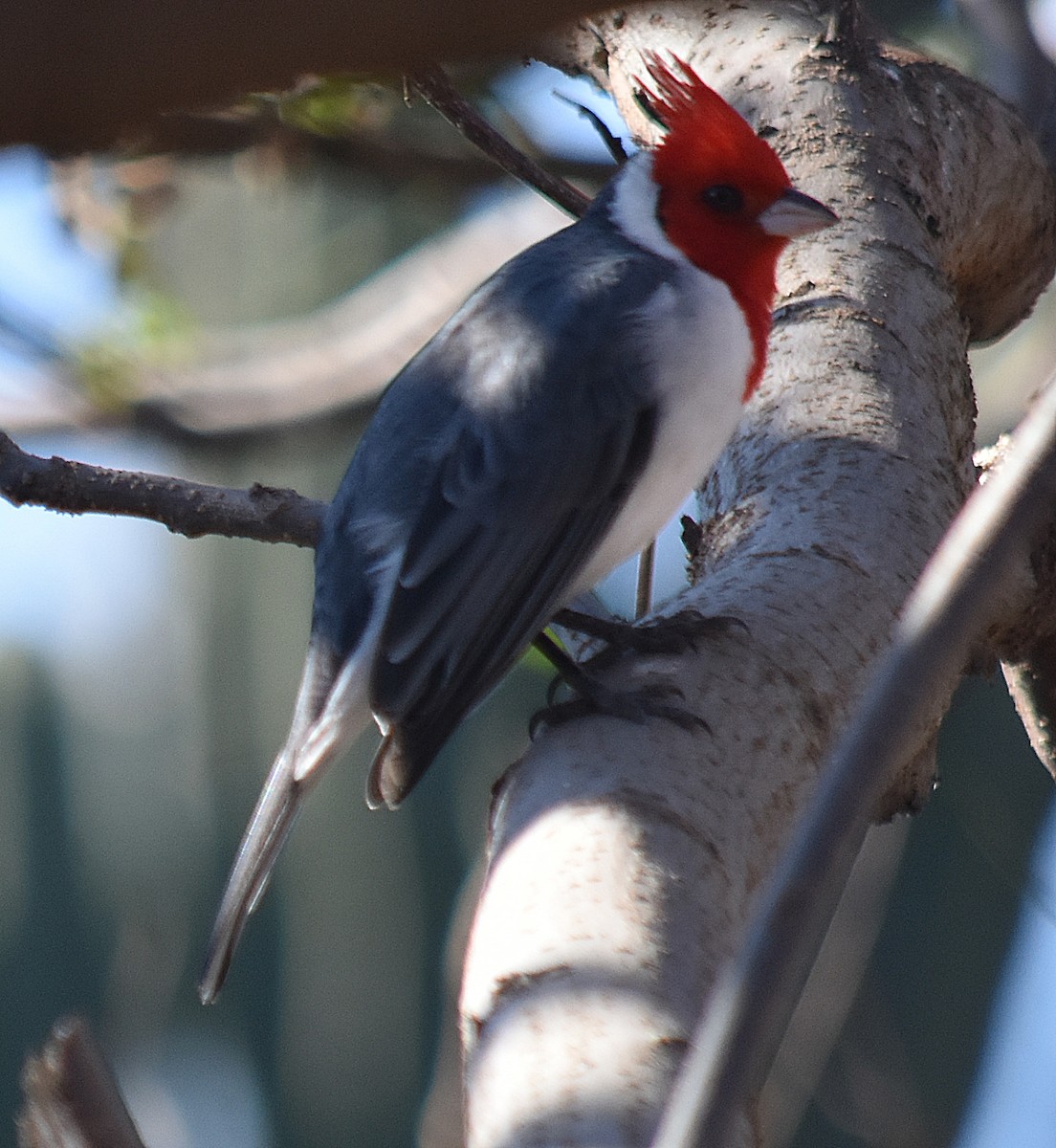 Red-crested Cardinal - ML622124366