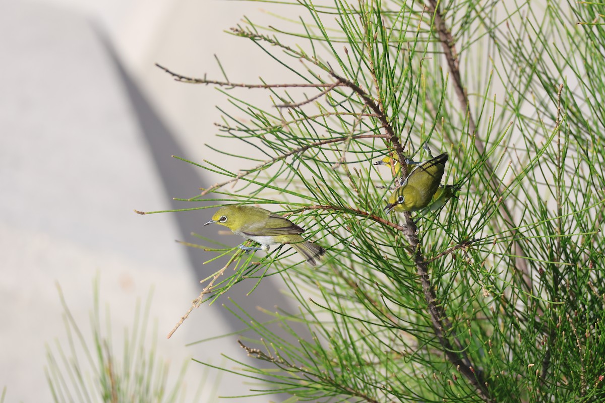 Swinhoe's White-eye - ML622124367