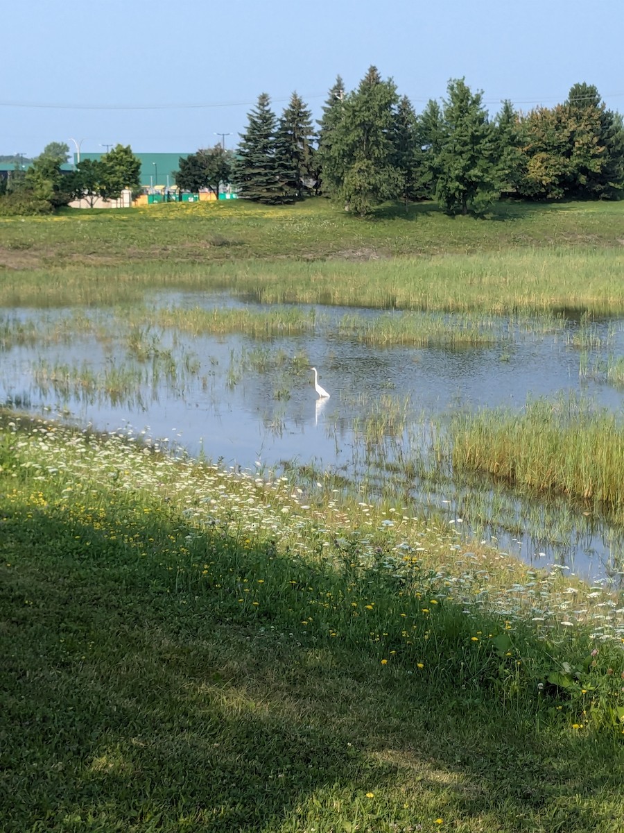 Great Egret - ML622124369