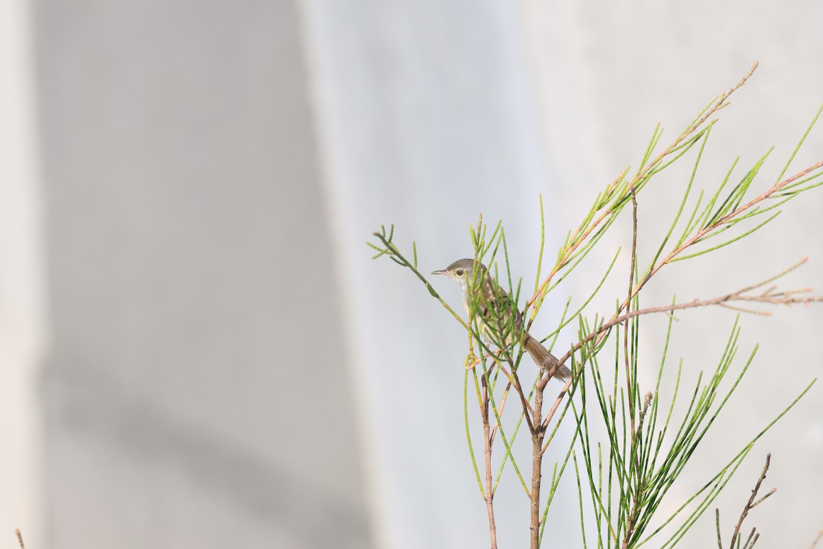 Yellow-bellied Prinia - ML622124371