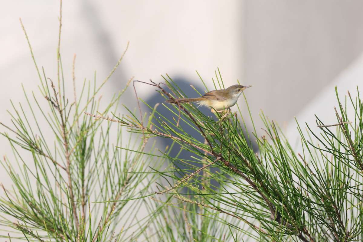 Yellow-bellied Prinia - ML622124372