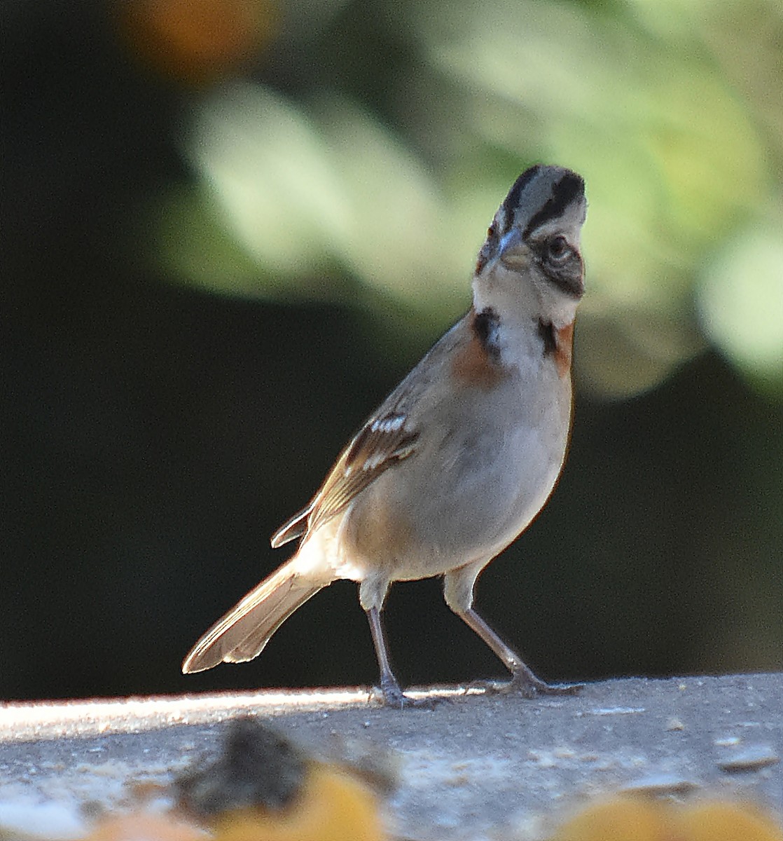 Rufous-collared Sparrow - ML622124373