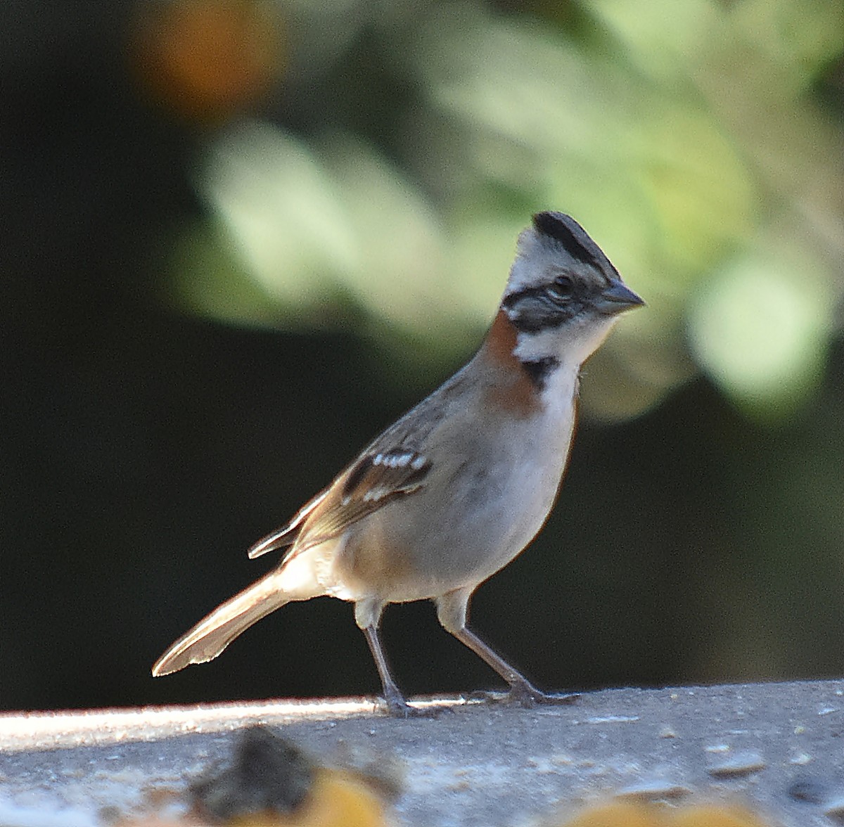 Rufous-collared Sparrow - ML622124374