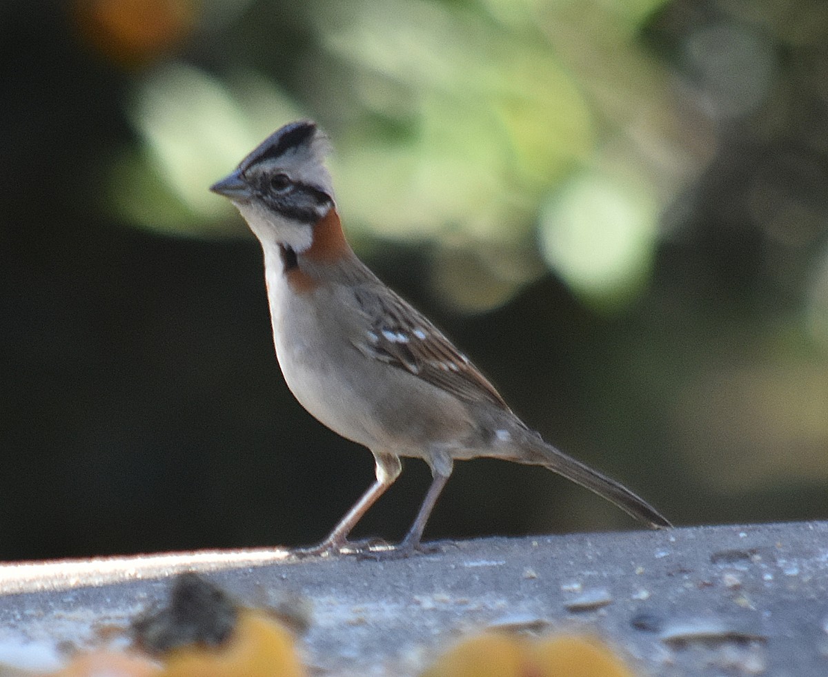 Rufous-collared Sparrow - ML622124375