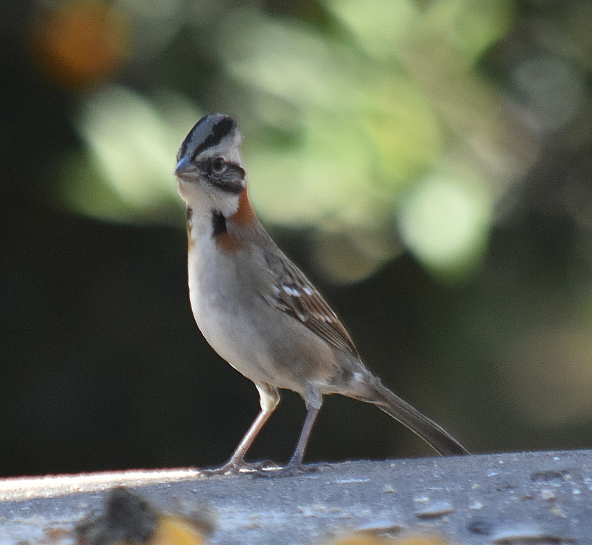 Rufous-collared Sparrow - ML622124376