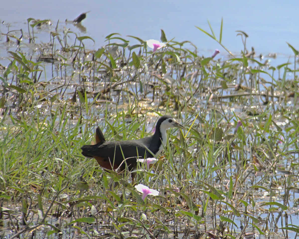 White-breasted Waterhen - ML622124380