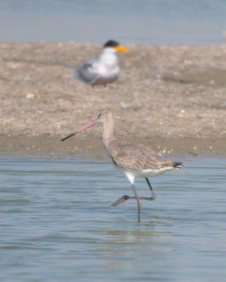 Black-tailed Godwit - ML622124382