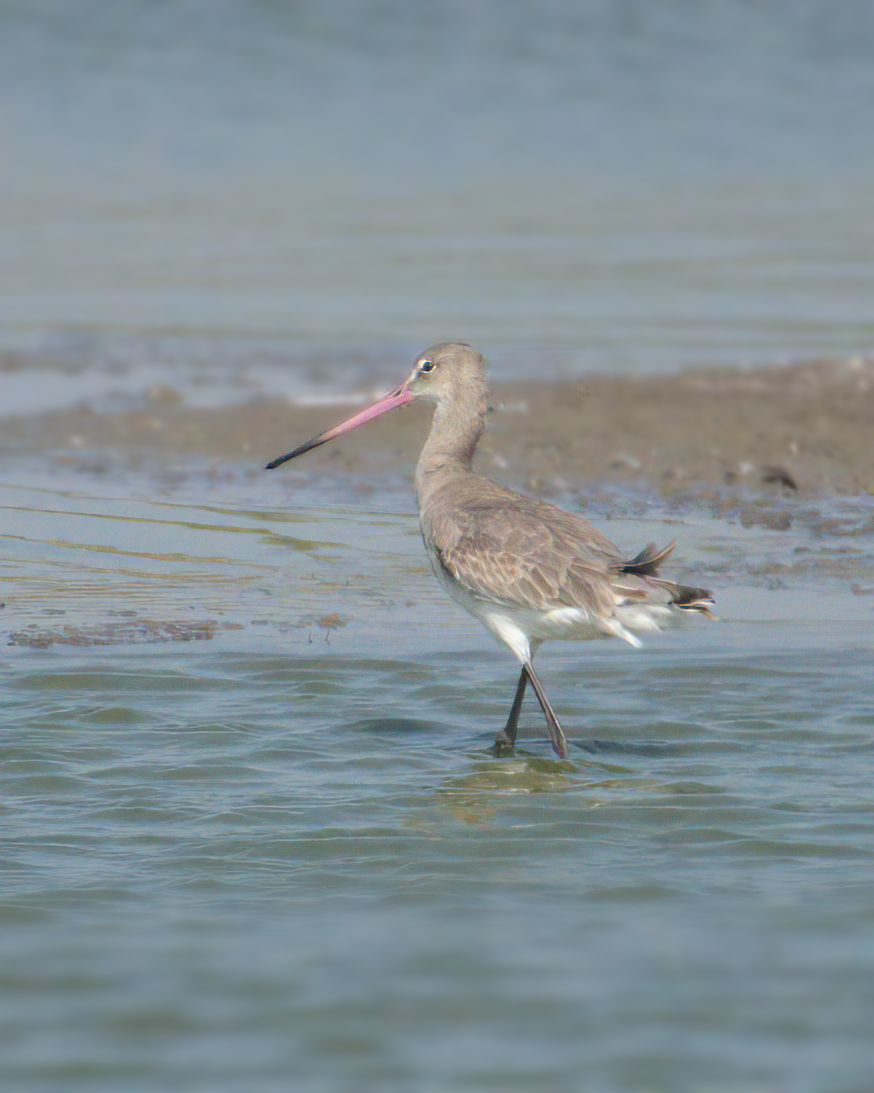 Black-tailed Godwit - ML622124383