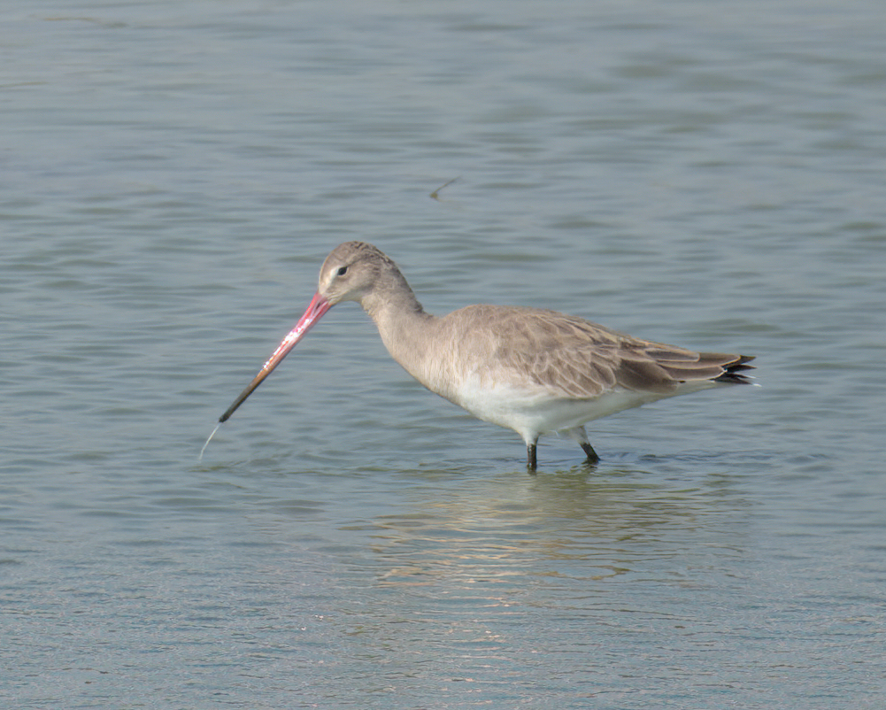 Black-tailed Godwit - ML622124384