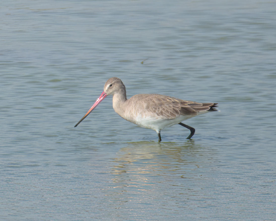 Black-tailed Godwit - ML622124385