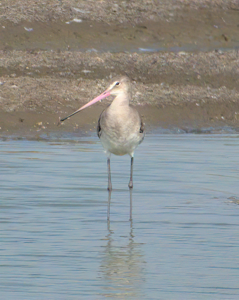 Black-tailed Godwit - ML622124386