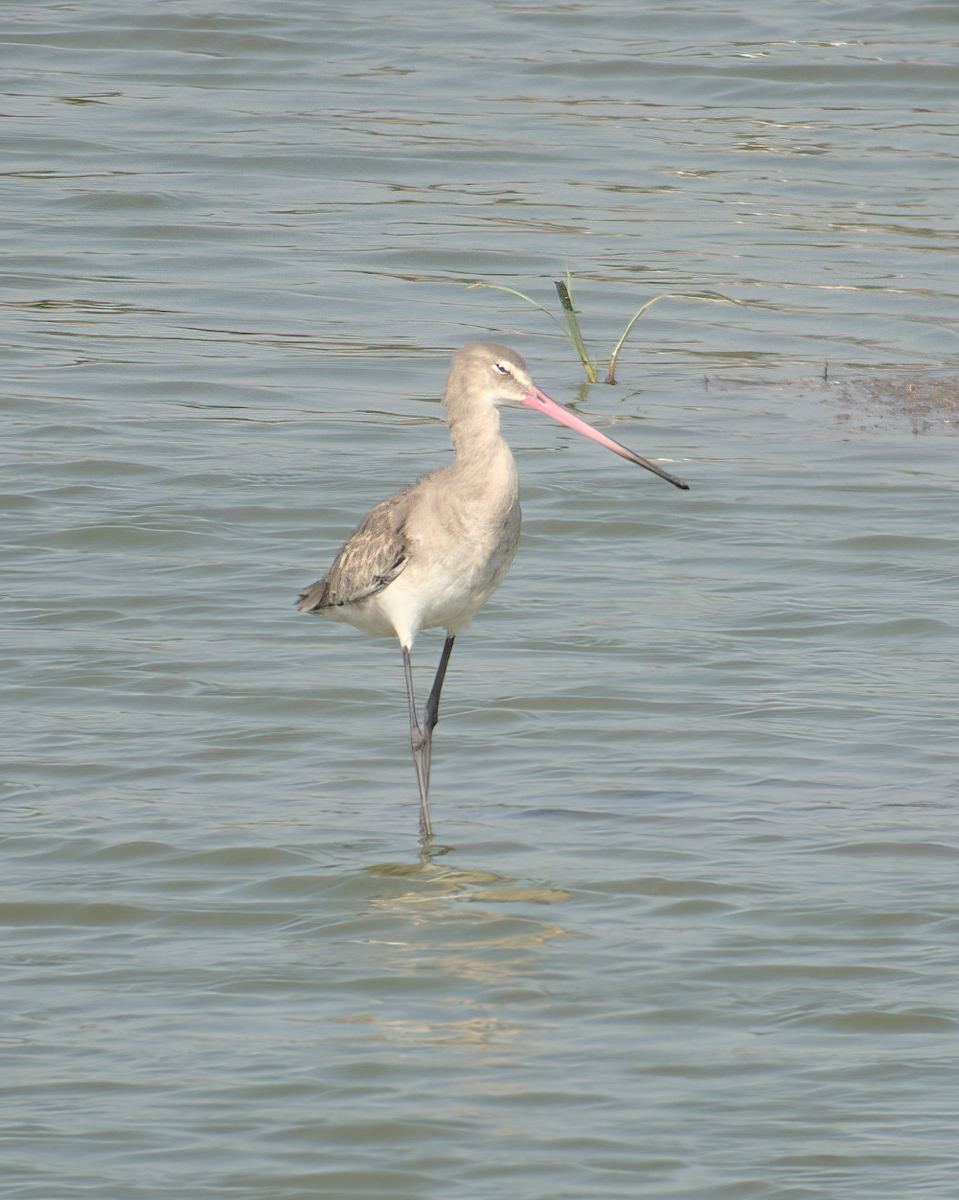 Black-tailed Godwit - ML622124387