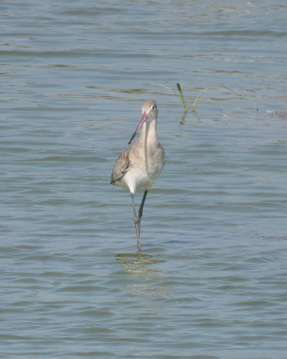 Black-tailed Godwit - ML622124388