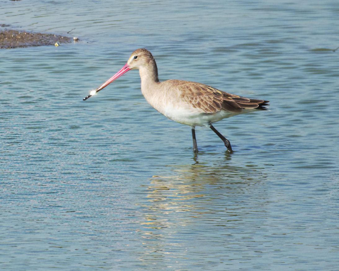 Black-tailed Godwit - ML622124389