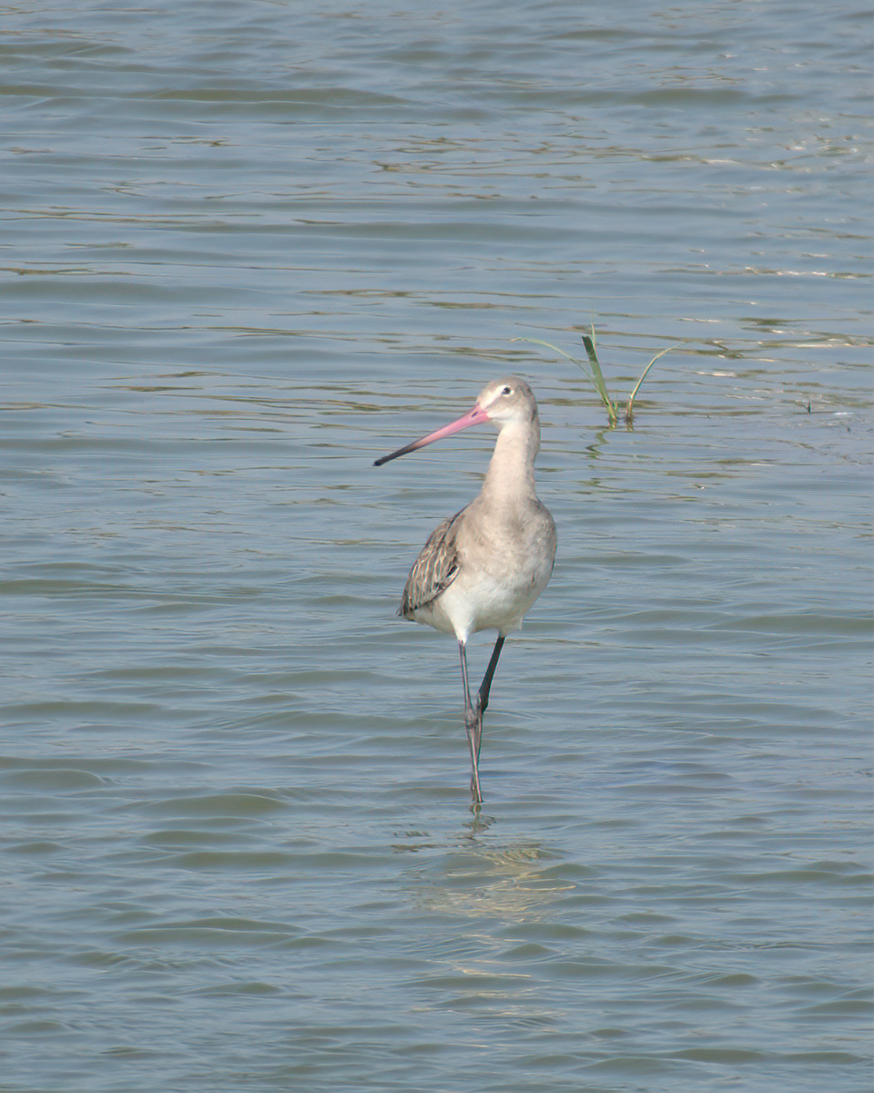 Black-tailed Godwit - ML622124390