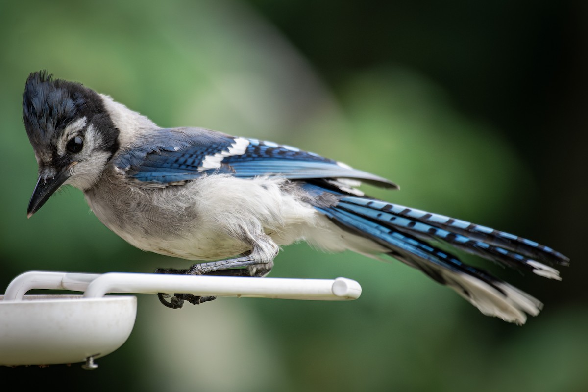 Blue Jay - ML622124391