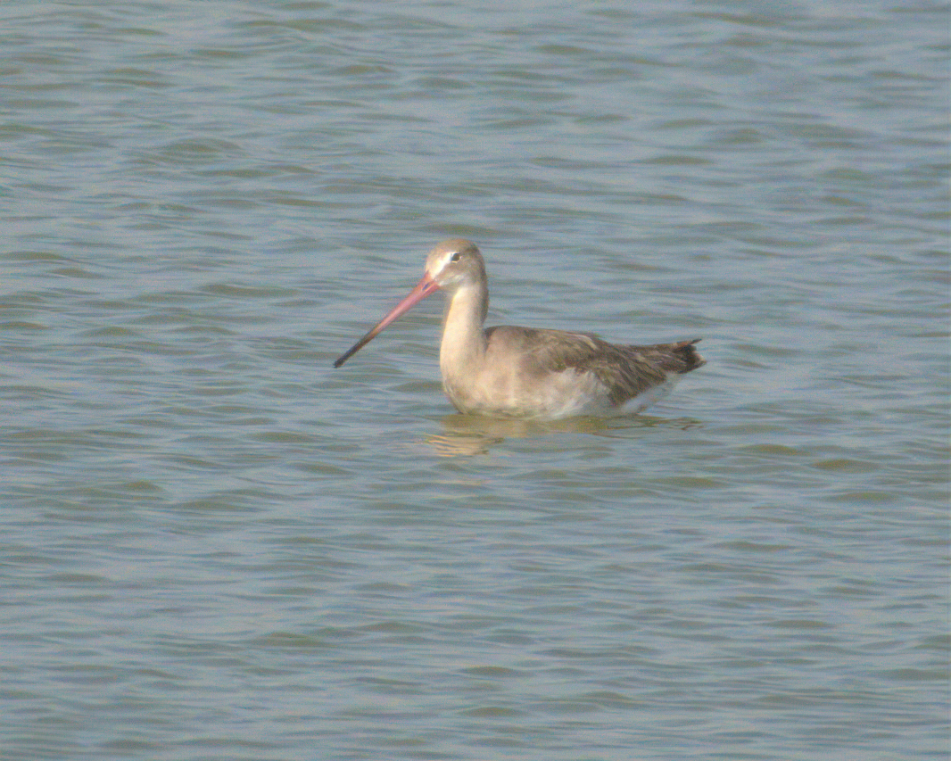 Black-tailed Godwit - ML622124392