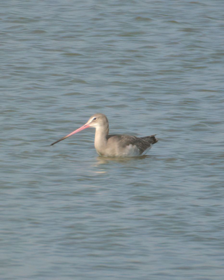 Black-tailed Godwit - ML622124393