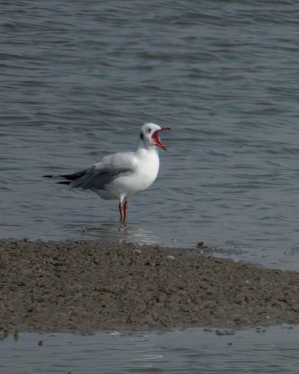 Brown-headed Gull - ML622124395