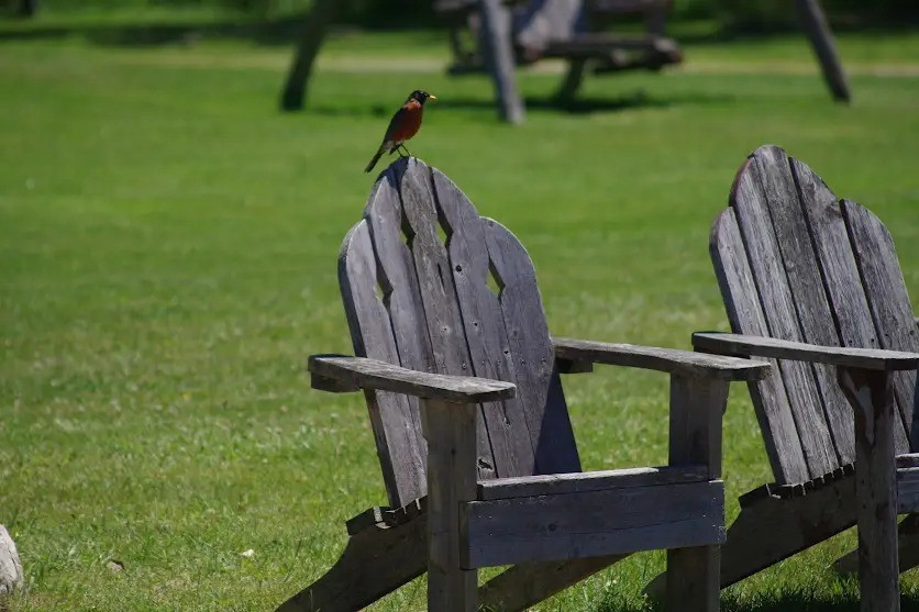 American Robin - ML622124396