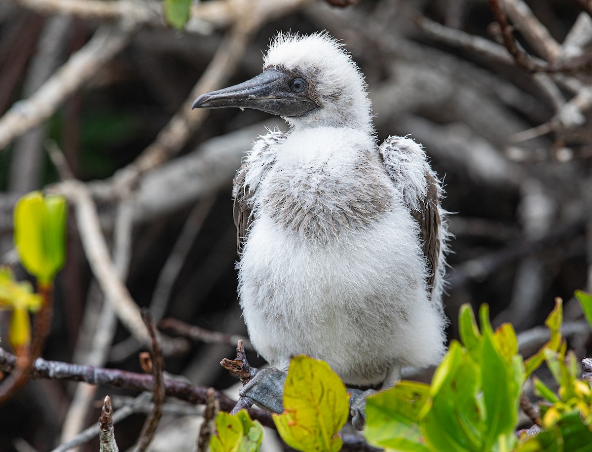 Red-footed Booby (Eastern Pacific) - ML622124397