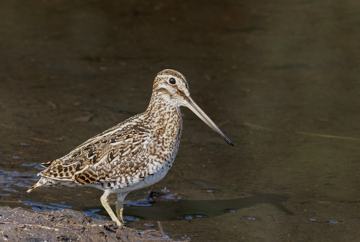 Pantanal Snipe - ML622124399