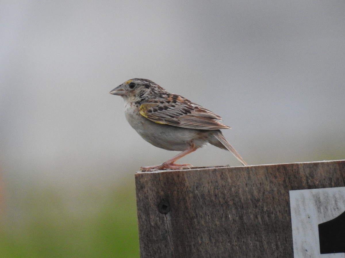 Grasshopper Sparrow - ML622124407